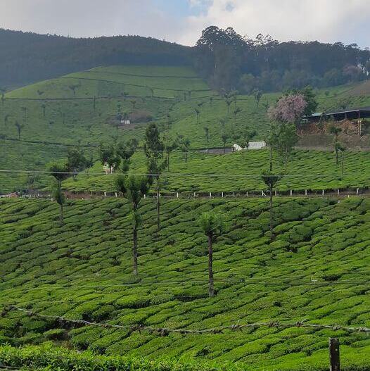munnar-kerala kerala