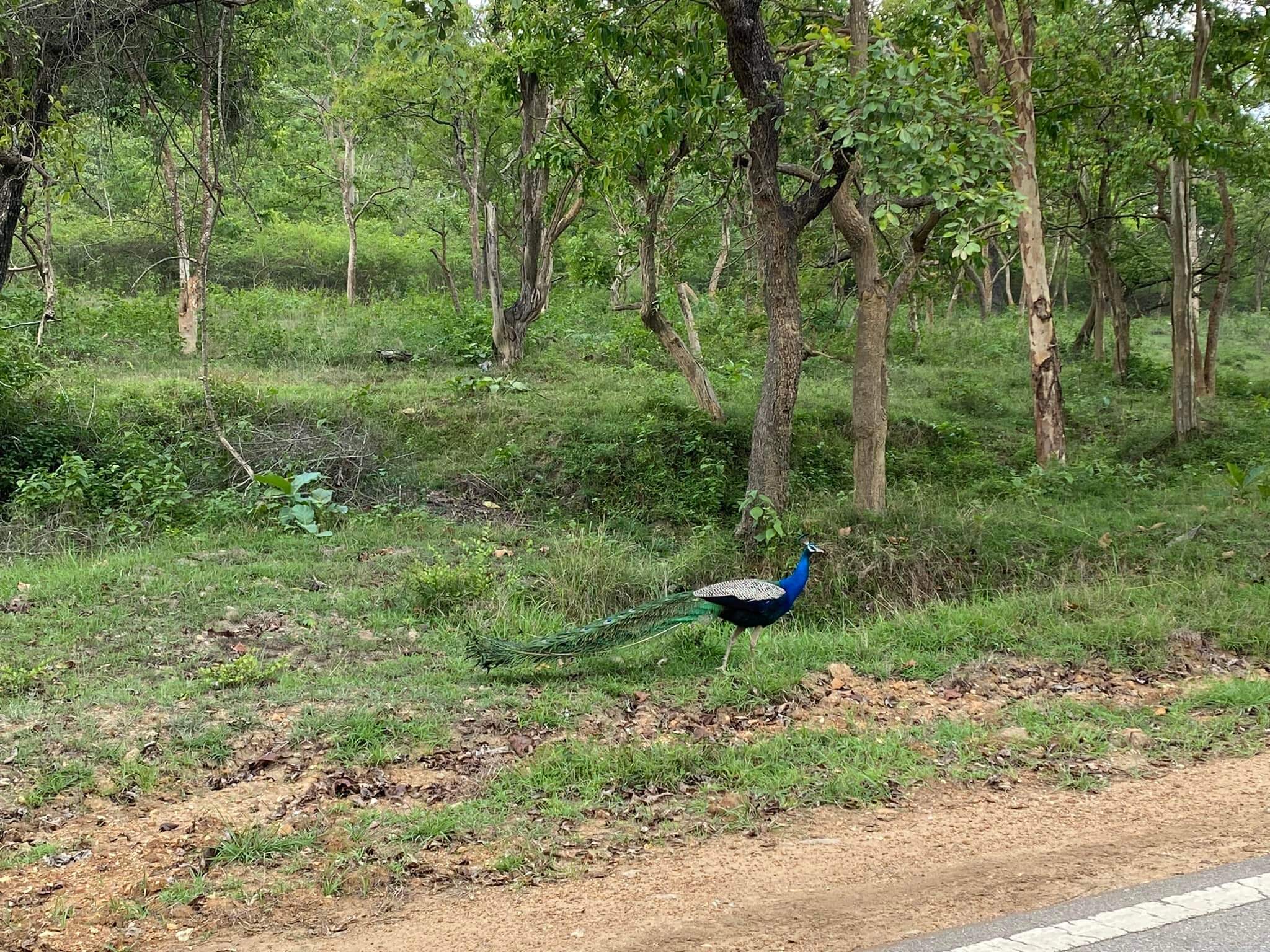 wayanad wayanad