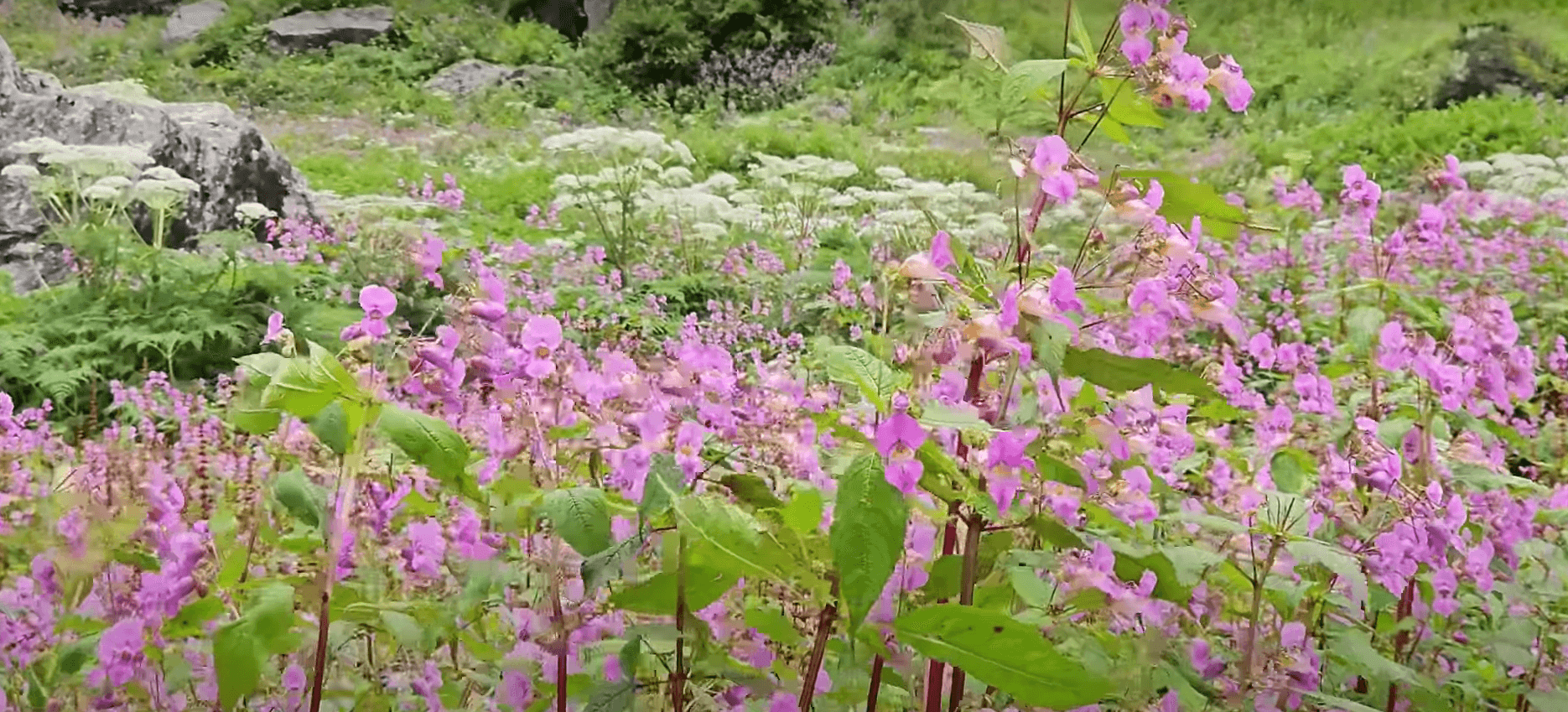 valley of flowers valley of flowers