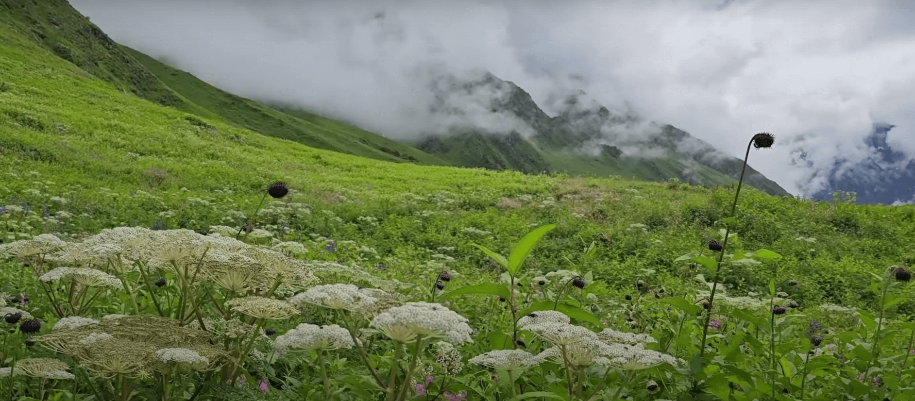 valley of flowers valley of flowers