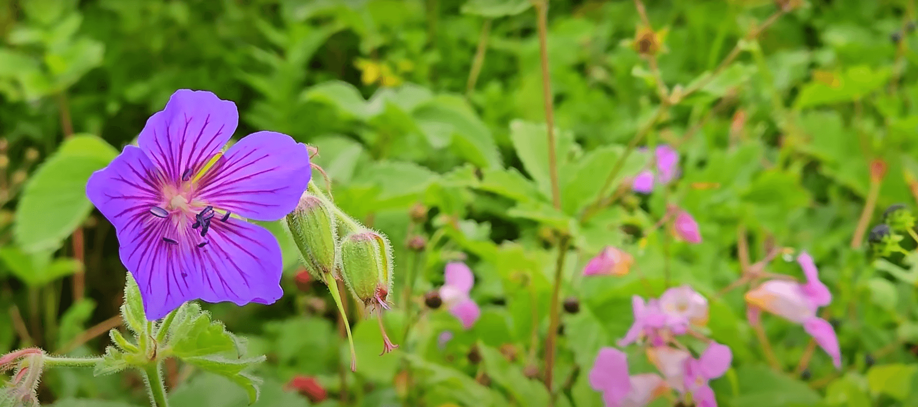 Valley of Flowers