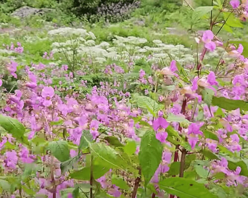 valley of flowers